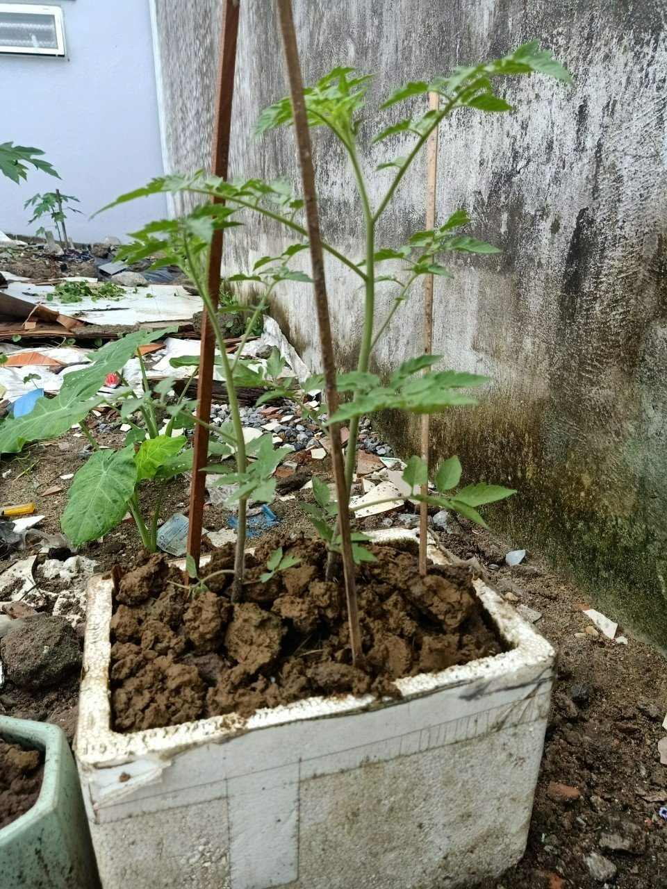 Nhà sản xuất băng dính hàng đầu thế giới Tesa chọn gieo hạt sống xanh 2 Nhà sản xuất băng dính hàng đầu thế giới Tesa chọn gieo hạt sống xanh 2