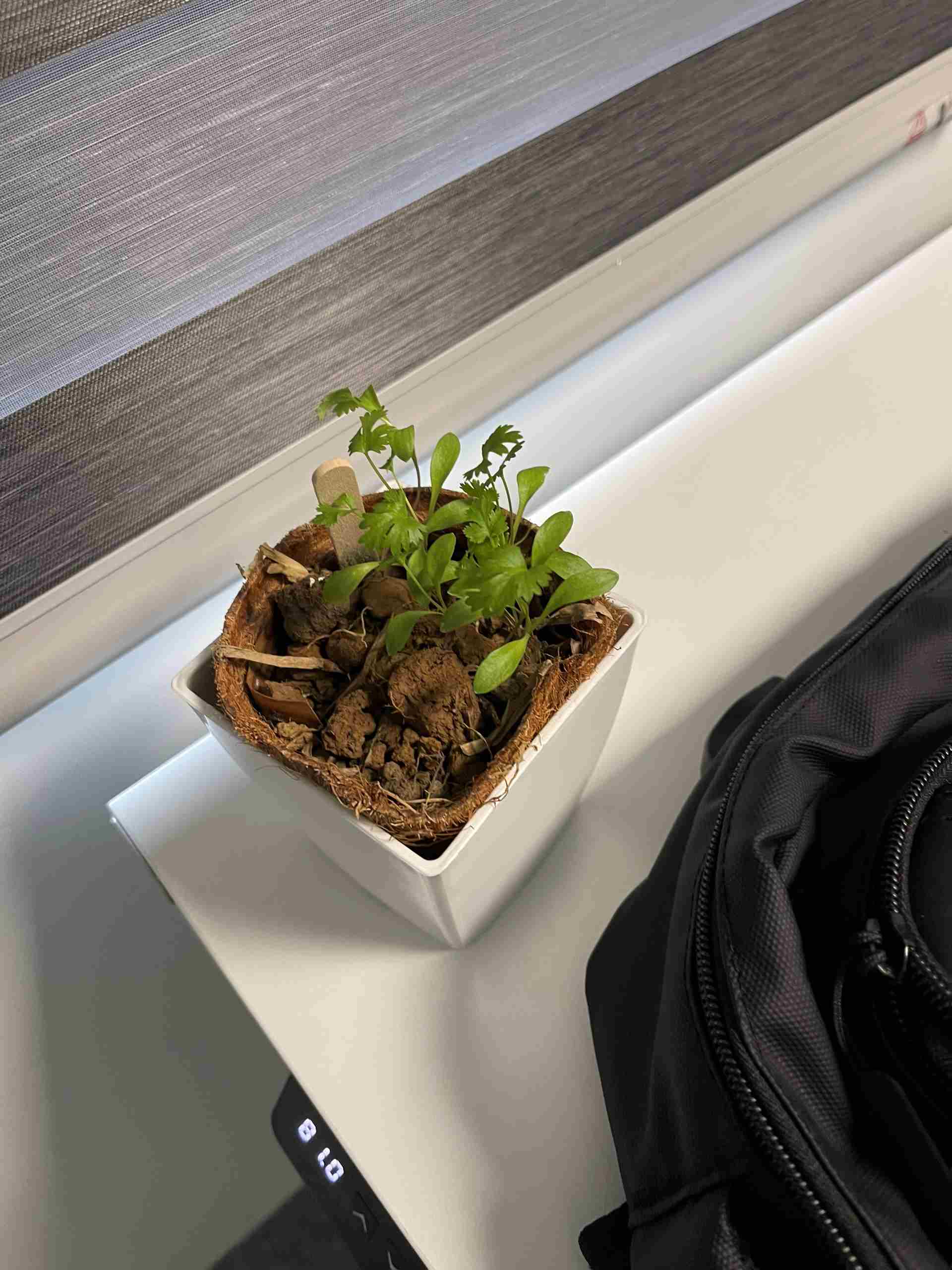 Nhà sản xuất băng dính hàng đầu thế giới Tesa chọn gieo hạt sống xanh 3 Nhà sản xuất băng dính hàng đầu thế giới Tesa chọn gieo hạt sống xanh 3