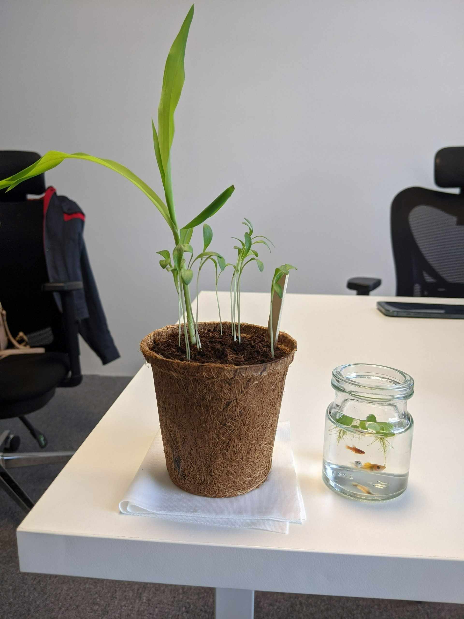 Nhà sản xuất băng dính hàng đầu thế giới Tesa chọn gieo hạt sống xanh 4 Nhà sản xuất băng dính hàng đầu thế giới Tesa chọn gieo hạt sống xanh 4