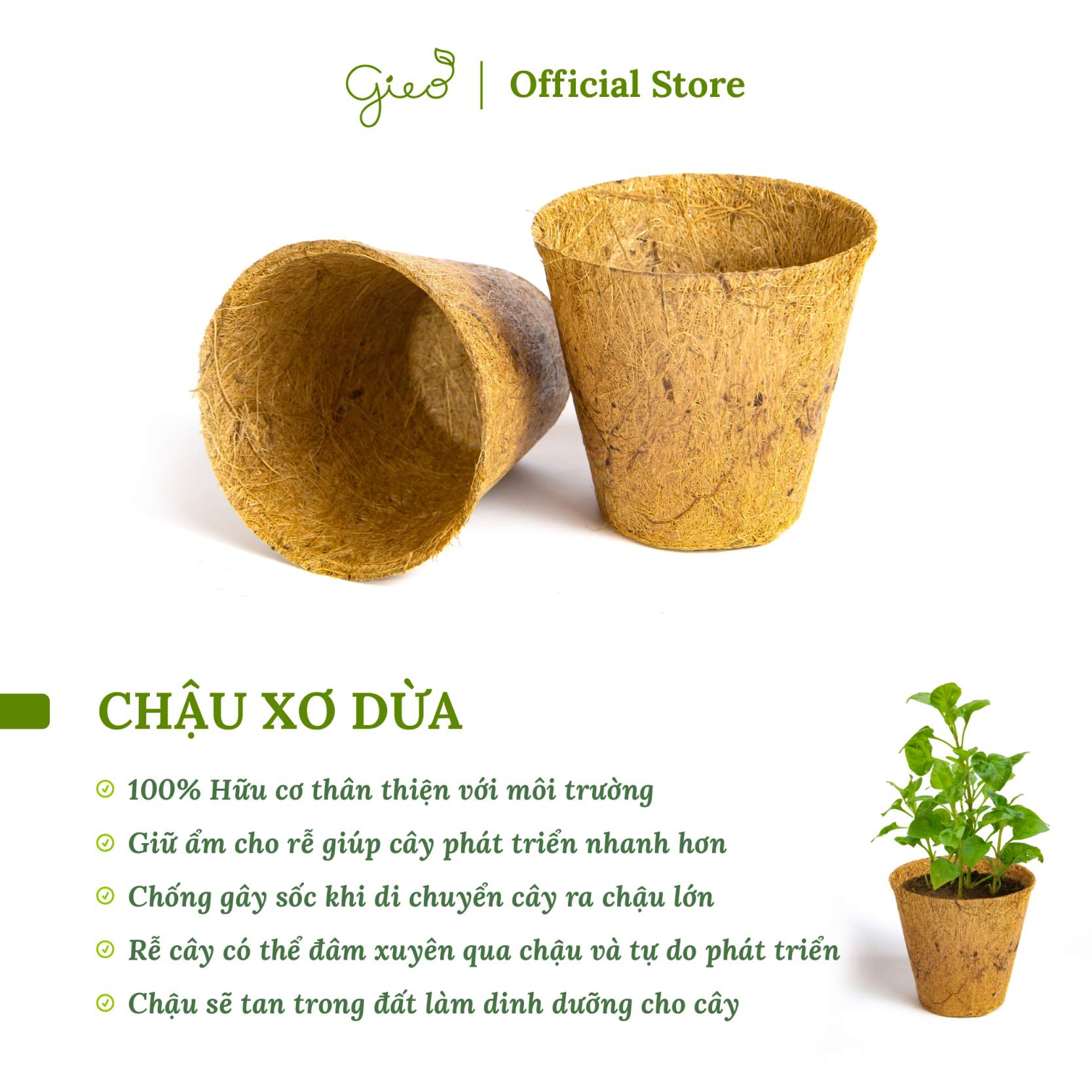 Bộ kit gieo hạt - Gieo biết ơn - Hạt hoa cúc thân gỗ 7 Bộ kit gieo hạt - Gieo biết ơn - Hạt hoa cúc thân gỗ - Hình ảnh 5