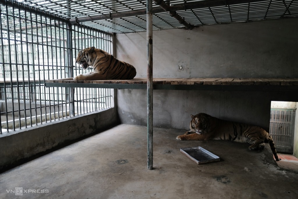 Four Paws tiêm vaccine cho hổ 1