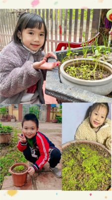 Ngắm nhìn thành quả gieo hạt của các học sinh lớp 1A4 trường Tiểu học Tạ Hoàng Cơ 4 Ngắm nhìn thành quả gieo hạt của các học sinh lớp 1A4 trường Tiểu học Tạ Hoàng Cơ 4