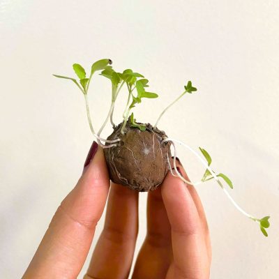 Bộ kit gieo hạt: Món quà “vừa học, vừa vui, vừa chơi” dành cho ngày Quốc tế Thiếu nhi 12