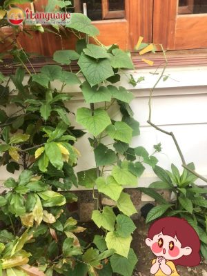 Lì xì Hạt giống: Bội thu thành quả gieo hạt diệu kỳ cùng các học viên iLanguage 6