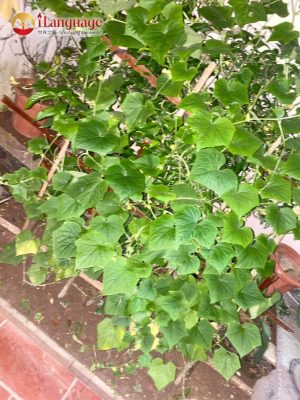 Lì xì Hạt giống: Bội thu thành quả gieo hạt diệu kỳ cùng các học viên iLanguage 5