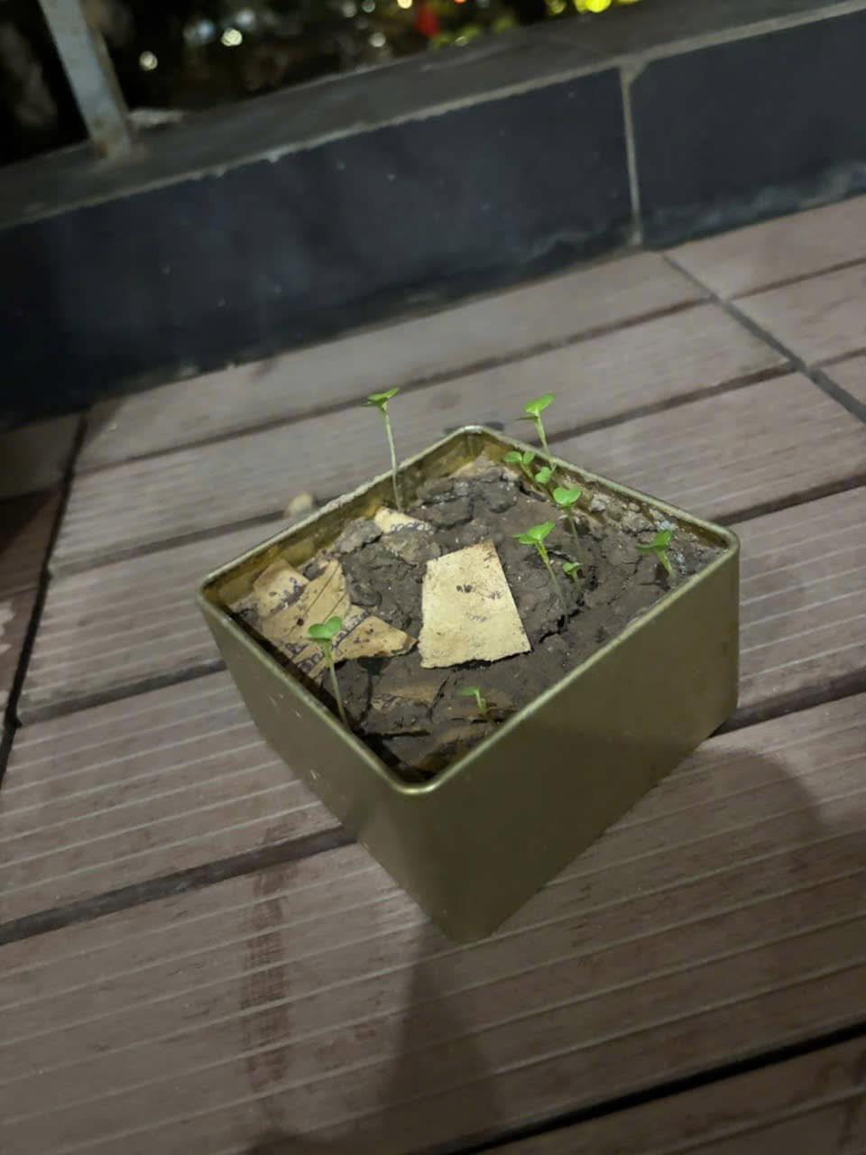 Tiết học diệu kỳ về Lì xì Hạt giống của cô Kim Quỳnh - Lớp 2A5 Trường Lê Quý Đôn, Hà Nội 6