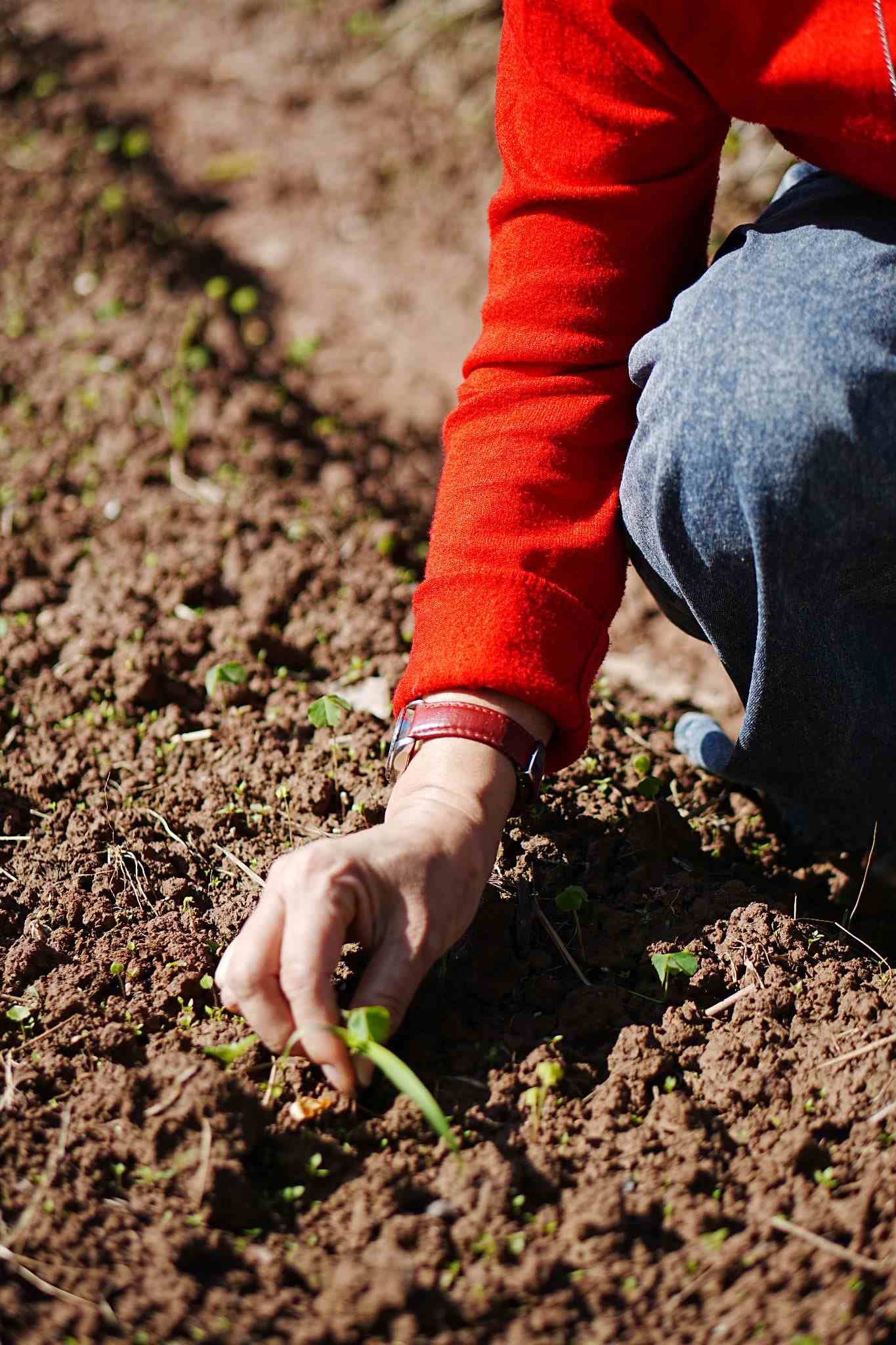 Ths. Nguyễn Thị Bích Hồng - Người bảo chứng cho chất lượng hạt giống của Gieo 3