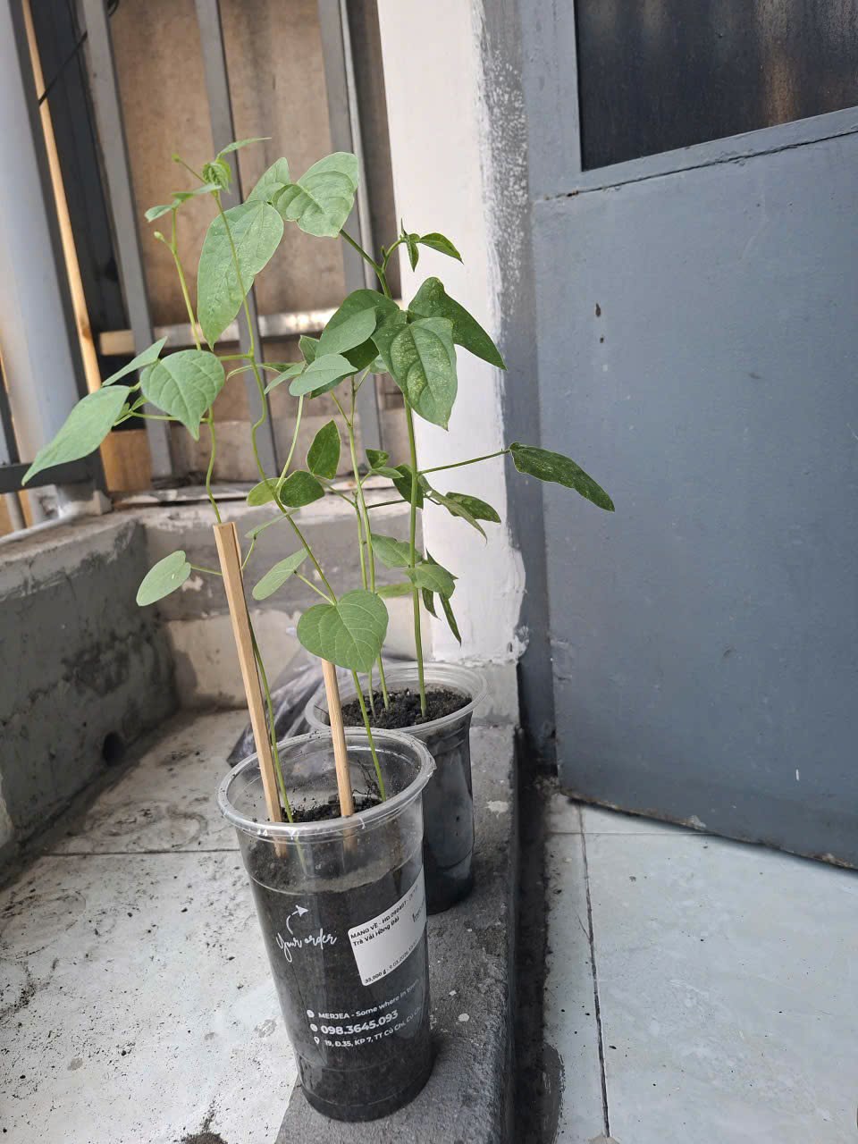 [TP HCM] - Tâm sự của cô Giang Ánh Loan về Lì xì Hạt giống và hành trình ước mơ 3