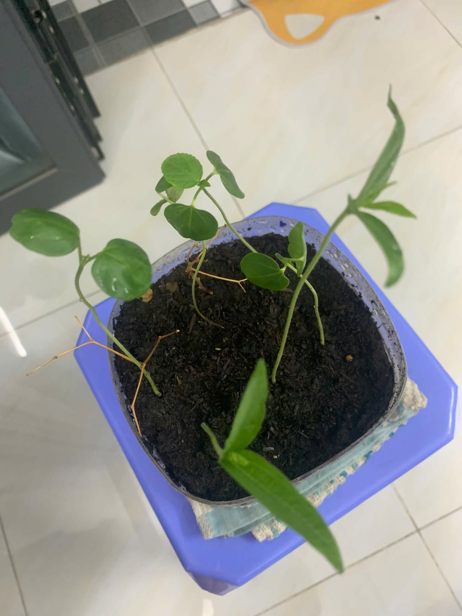 [TP HCM] - Tâm sự của cô Giang Ánh Loan về Lì xì Hạt giống và hành trình ước mơ 4