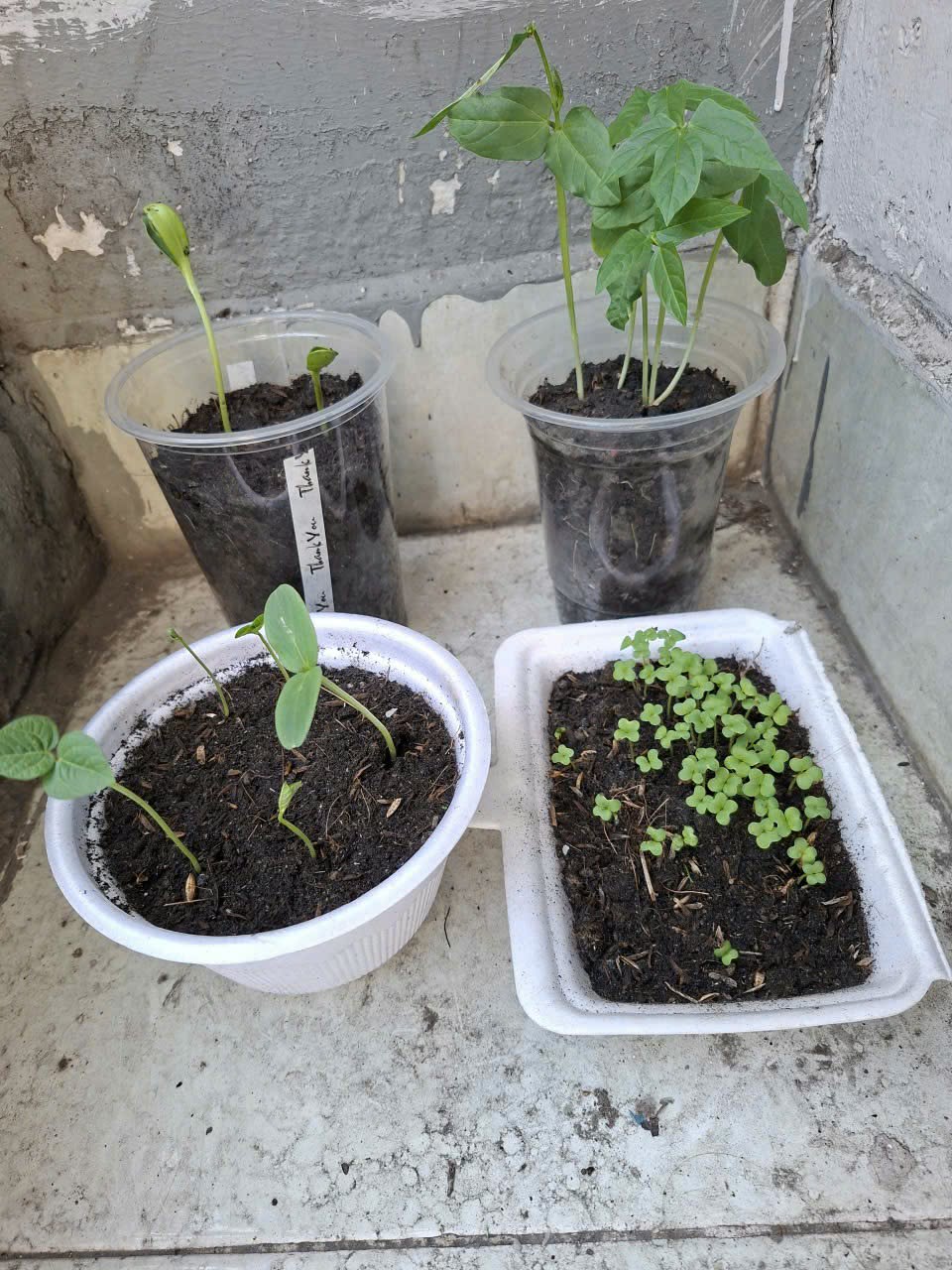 [TP HCM] - Tâm sự của cô Giang Ánh Loan về Lì xì Hạt giống và hành trình ước mơ 5