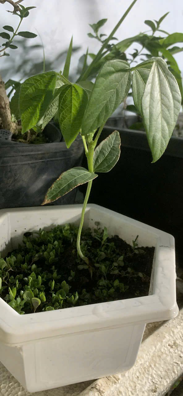 [TP HCM] - Tâm sự của cô Giang Ánh Loan về Lì xì Hạt giống và hành trình ước mơ 6