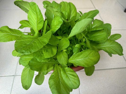 [TP HCM] - Tâm sự của cô Giang Ánh Loan về Lì xì Hạt giống và hành trình ước mơ 1