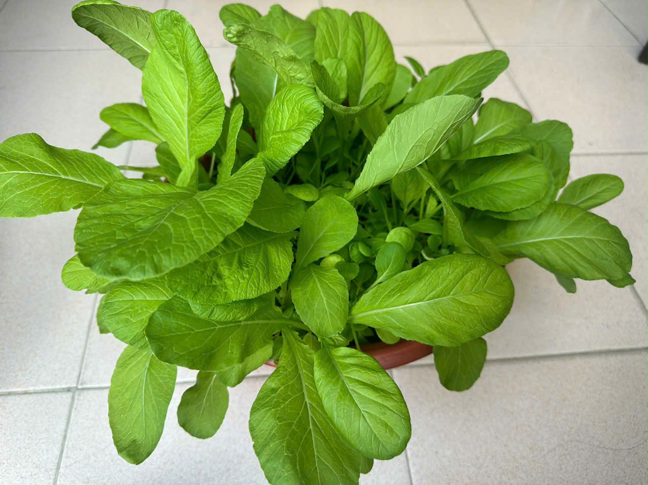 [TP HCM] - Tâm sự của cô Giang Ánh Loan về Lì xì Hạt giống và hành trình ước mơ 7