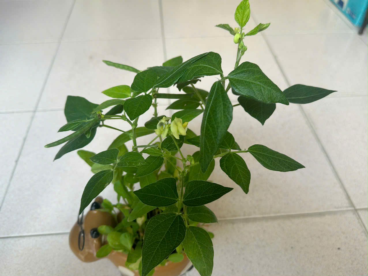 [TP HCM] - Tâm sự của cô Giang Ánh Loan về Lì xì Hạt giống và hành trình ước mơ 8