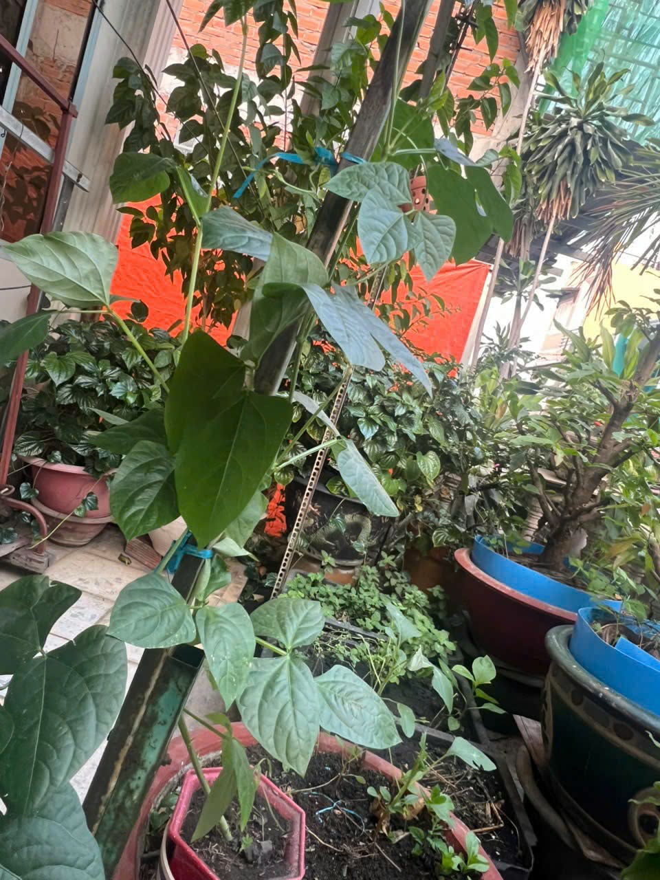 [TP HCM] - Tâm sự của cô Giang Ánh Loan về Lì xì Hạt giống và hành trình ước mơ 1