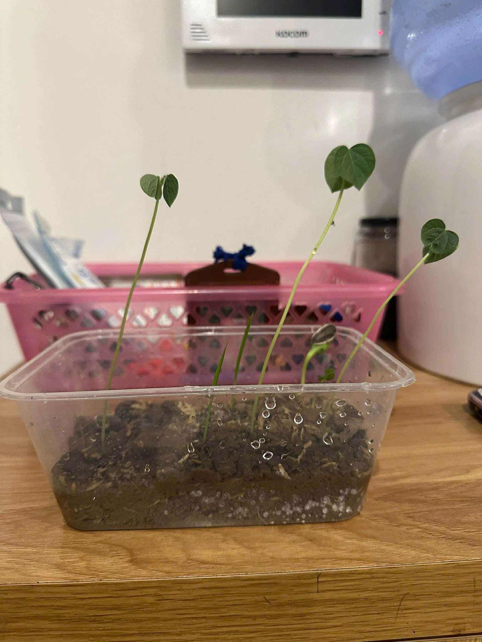 Khi Lì xì Hạt giống nảy mầm trên tay và trong tim học trò 19