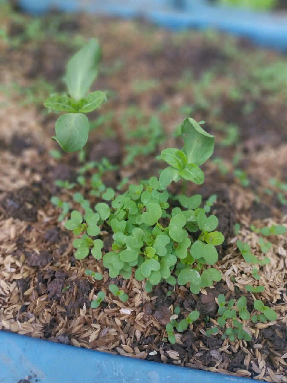 Khi Lì xì Hạt giống nảy mầm trên tay và trong tim học trò 11