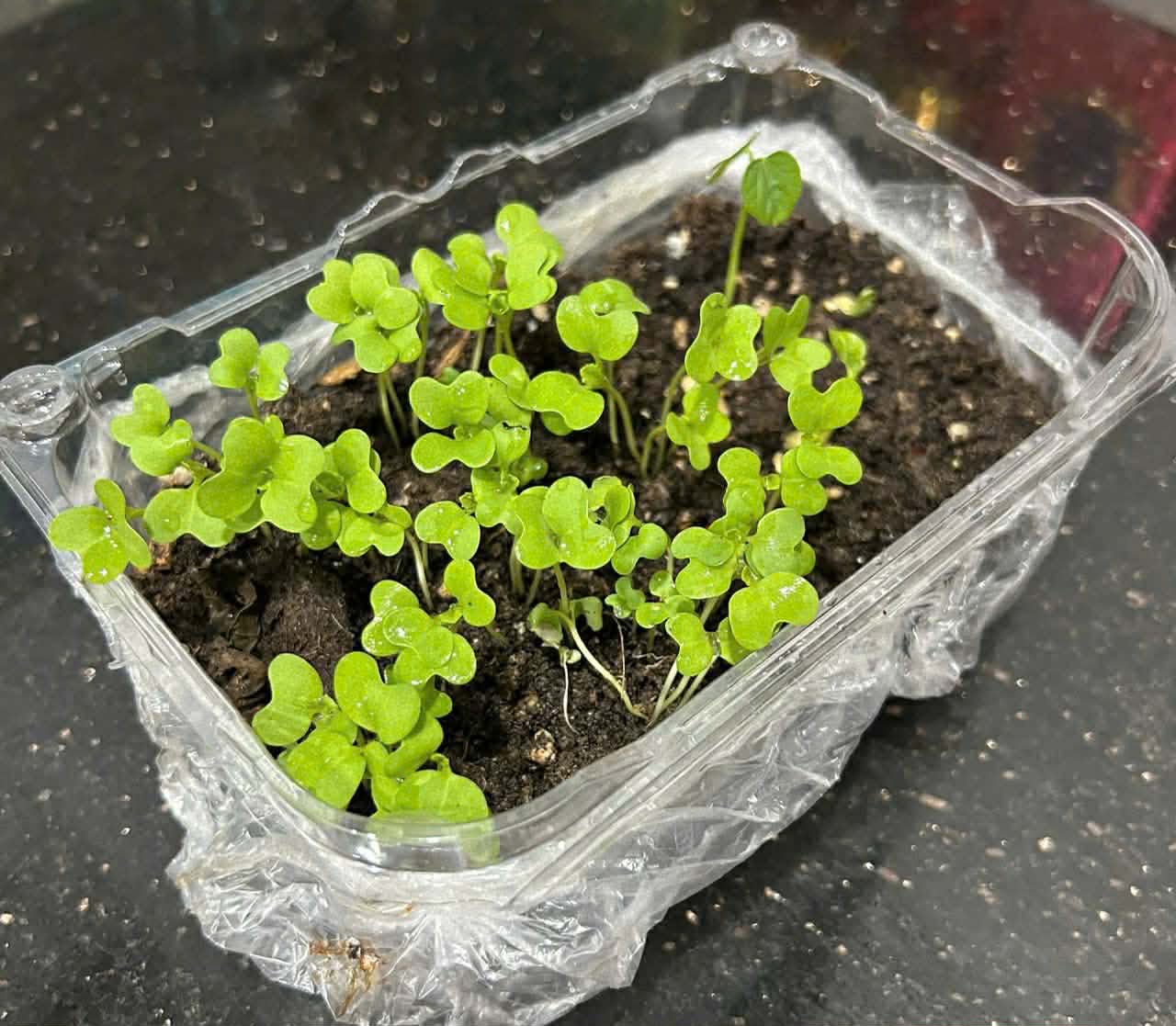 Khi Lì xì Hạt giống nảy mầm trên tay và trong tim học trò 14