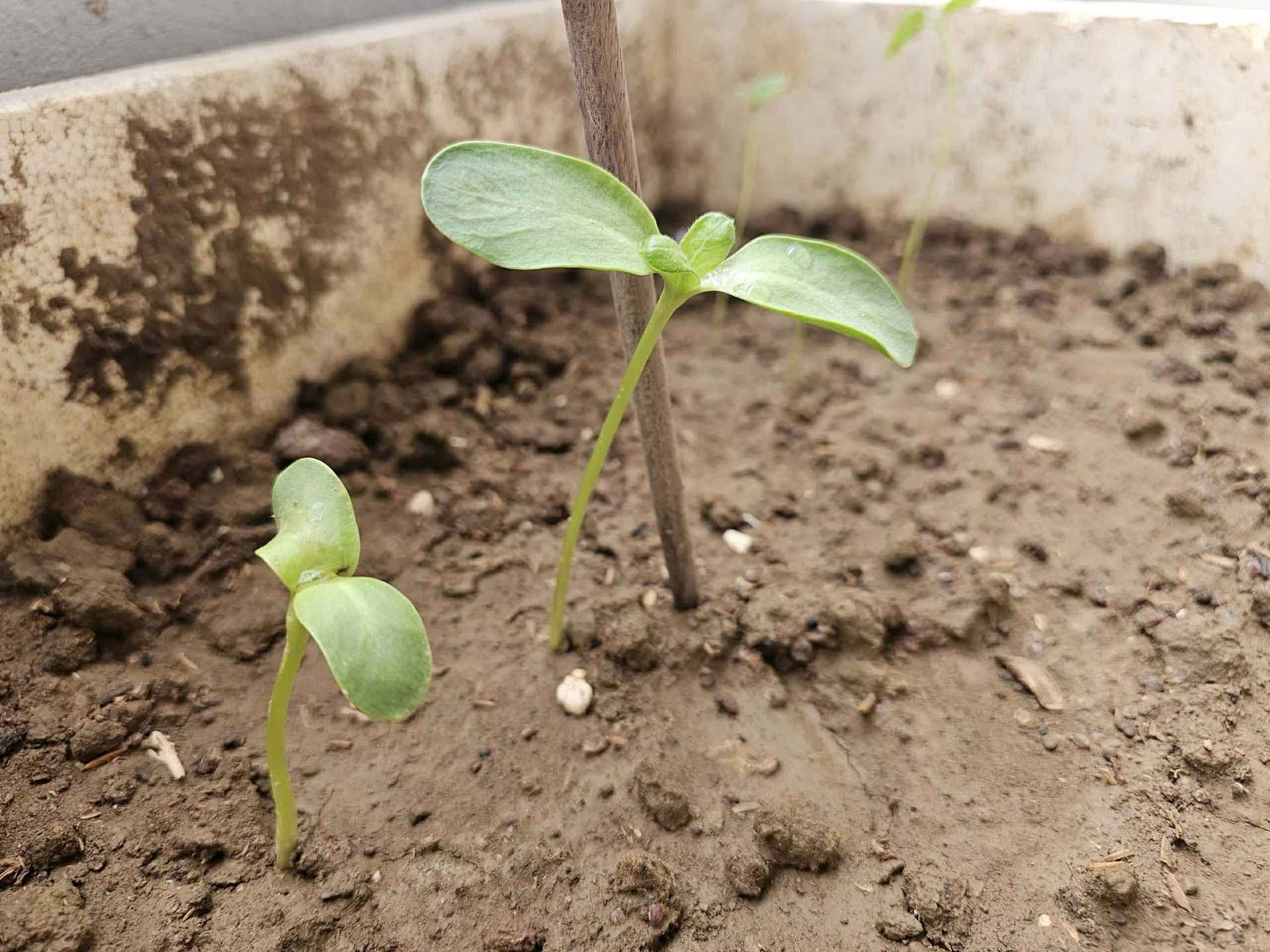 Khi Lì xì Hạt giống nảy mầm trên tay và trong tim học trò 15